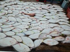 9월17일,"대광어"난리부르스~연일 초대박, 참돔은 보너스~조기철수~내일도 갑니다~ 군산낚시프라자 범고래호