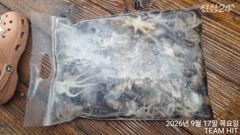 [여수,광양] - 쭈꾸미 HIT - 17일 계속되는 대박조황 ^^