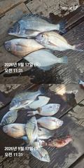 6시간전 [거제] 거제 ( 어구 일성호 ) 감성돔 참돔 ! 전마선 조황