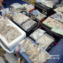 쭈꾸미~♪ 9 .17( 목요일 ) [[[ 무창포프로낚시 ]]] <<<<< 빅 마 린 >>>>> 쭈 꾸 미 조황보고....