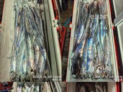 갈치한치조황++ - 17일새벽 내만갈치 초~대박 계속 이어져~ 느나느나~!!일요일부터 예약가능