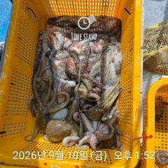 문어 장원 29마리