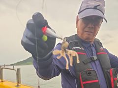 삼천포 뉴펄스호 쭈꾸미 대박 장원 200개오바!!