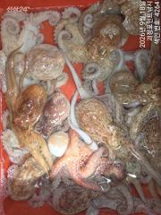 [진해] ~~*18일돌문어 개인두자리 전원 마리수~(월욜부터예약가능)*~…
