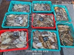 갑오징어 오늘 최고 76수, 전원 두 자리수 조과! 월요일 쭈꾸미 자리많아요~ 화요일부터 다시 갑오징어!