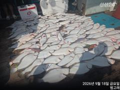 9월18일,"대광어"날마다 어부도 요만큼은 못잡을껄요~ㅎㅎ~연일…