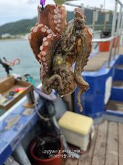[고성] 제수문어 마릿수 조황