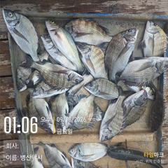 [고성] 병산 감성돔38외 농어 숭어 마리수 선상배및 선외기 흘림조황~…
