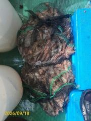 [영채호] 9월 18일 선상 문어낚시 출조 조황입니다