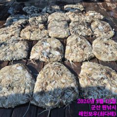 <볼보호> 쭈꾸미 종일 마무리 조황(18일)-즐낚하고 입항했습니다