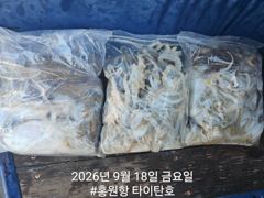 [홍원항타이탄호] 9월18일(금) 사이즈 좋아진 쭈꾸미~(쭈갑) 조황