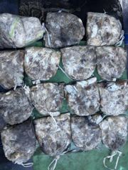 [쭈갑문조황] 9월18일 씨알굿 갑이굿 전원 망탱이 굿굿조황