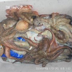 완도은솔호 문어 조황 (토 자리)