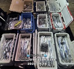 (풍산)내만갈치 폭풍 입질! 1타1피 입질폭발!(오늘,예약가능합니다)