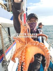 18일, 군산문어,문어,문어.......덩치급 문어들, 마릿수 굿~좋아요~실시간~군산낚시프라자 챔피언호