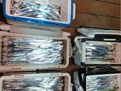 [진해] 내만갈치 3지도 찐손맛최고 오늘출항 금,토,일,월,화,수,추석연…