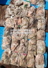 군산문어,문어,문어.......덩치급 문어들, 마릿수 굿~좋아요~실시간~군산낚시프라자 챔피언호