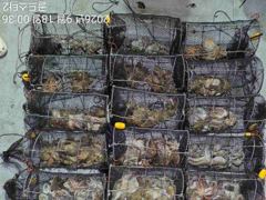 17일야간문어 황금물때 계속먹폭탄( 오늘2자리,일요일 오후예약가능
