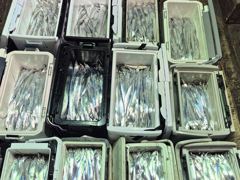 18일,내만갈치,씨알 커지고 마릿수 엄청납니다.오늘출항(금,일~예약가능)