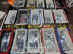 은빛 내만 갈치 텐빈 느나느나 조황 오늘 무조건 출항 자리여유