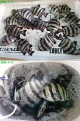09.18 [통영] 척포[제일호] 칼치~~씨알 좋아지네요~~~