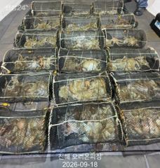 야간문어!포인트마다 문어가 바글바글~월요일예약가능.