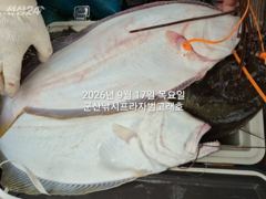 9월17일,"대광어"연일 무쟈게 나오네요~연일 초대박쿨러조황, 참돔은 보너스~조기철수~내일도 갑니다~ 군산낚시프라자 범고래호