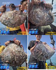 <고흥녹동>청룡호18일 돌문어 대!박!조황!!!