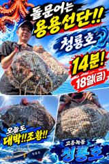 <고흥녹동>청룡호 18일 돌문어 650수 대박!!조황!!