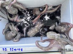 녹동 푸른바다호 9월 18일 문어 조항 알려 드립니다.