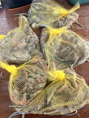 삼천포 물새호 문어조황 내일자리여유
