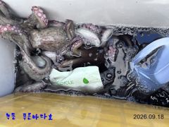 [고흥,녹동] 녹동 푸른바다호 9월 18일 문어 조항 알려 드립니다.