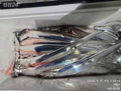 [여수,광양] 내만갈치 18일 조황입니다