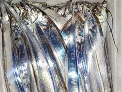 [진해] 내만갈치 씨알 마릿수 굿 오늘출항 토,일,월,화,수,추석연휴 쭉…