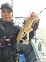 19일,군산쭈꾸미~씨알도 좋고 잘 나오고 있어요~문어,갑이는 덤~실시간~군산낚시프라자 뉴라이브호