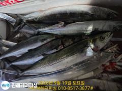 내만칼치ㅡ 던지면 1타1피 입질 퍽퍽 묵직한손맛 (토.일.예약가능
