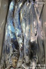 [진해] 내만에서4지밤새꾸준한입질철수조황(토욜일욜예약가능)