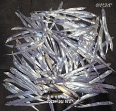 19일,입항<내만갈치>던졌다하면 물어!바쁘다바빠~일,월,화~예약가능