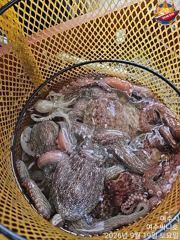 문어 싸이즈도 좋고 마릿수도 잘 나옵니다 실시간