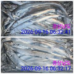 09.19 [통영] 칼치 쿨러조황 입니다. 오늘 오후 1시30분 5시 출조합니다