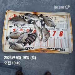 09.19 [고성] 욕지군도] 오후 낚시 정출 낚시 실시간 및 출조 안내입니다
