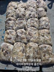 군산 대호피싱 쭈꾸미 대박치고 입항 합니다