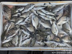 (감성돔)4짜외3짜 전후 50수~손맛 제대로~야호(야간 팁런 예약)