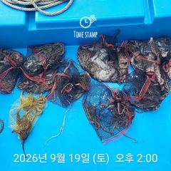 [사천] 삼천포 내만권 문어
