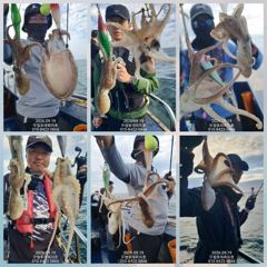 [무창포아파치호]9월19일(토),굵은씨알과갑오징어위주의쭈갑병행출조로,망태기빵빵~한조황.요즘은장원이200~300수는기본.추석연휴기간(수~월,23일~28일)자리여유,전화주세요~010-