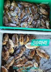 [통영] [풍화리 선외기 태성레저]갑이50마리/무늬22마리/문어17/16…