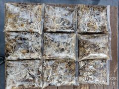 삼천포 아수라피싱 주꾸미 조황