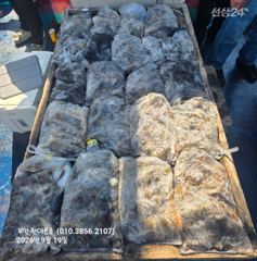 [격포] 9월19일 부안 한아름호 쭈꾸미(갑오징어 이벤트)