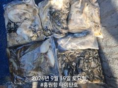 [홍원항타이탄호] 9월19일(토) 쭈꾸미,갑오징어 조황입니다.