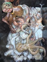 국동항 짱구호 돌문어 조황 사진